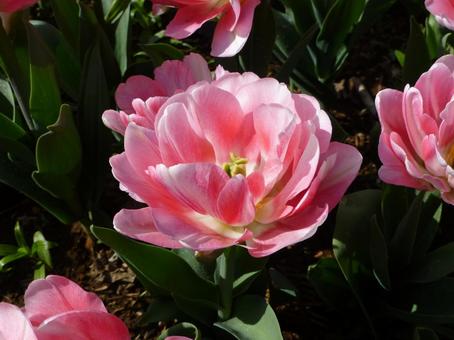 Rare double-flowered tulips blooming in a flower bed, JPG Rare double-flowered tulips blooming in a flower bed, JPG