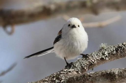 かわいいシマエナガ シマエナガ,野鳥,野生の写真素材