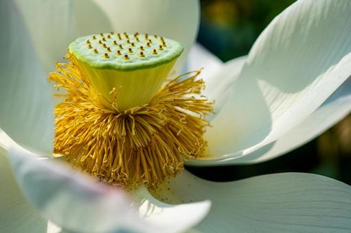 蓮の花の花托 蓮の花の花托の写真