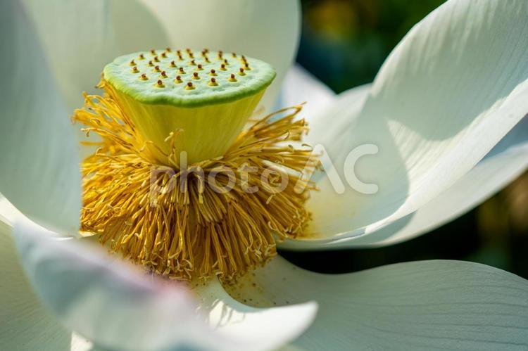 蓮の花の花托 蓮の花,花托,ピンクの花の写真素材