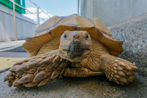 ケヅメヒョウモンリクガメ ケヅメヒョウモンリクガメの写真