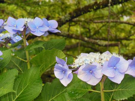 Purple hydrangea, JPG