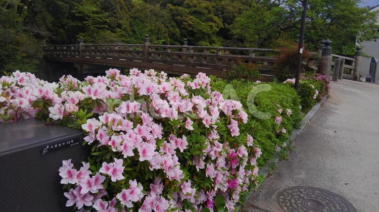 ツツジと木橋 ツツジ,亀田橋,橋の写真素材