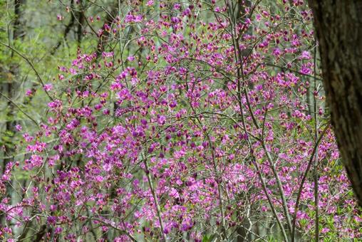 Azalea Forest, JPG Azalea Forest, JPG
