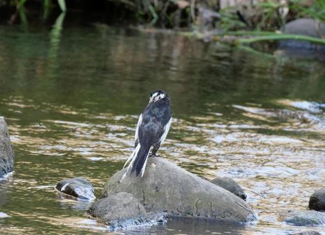 川で遊ぶ鳥 川で遊ぶ鳥の写真