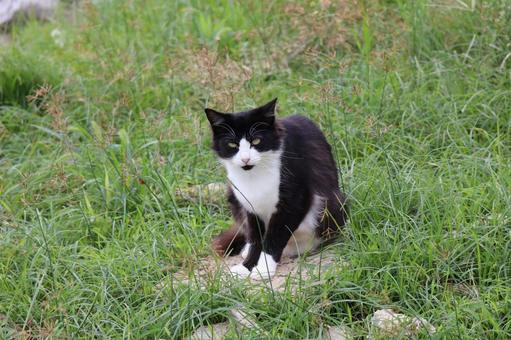 緑の草むらにたたずむ白黒の猫 緑の草むらにたたずむ白黒の猫 緑,草むら,たたずむの写真素材