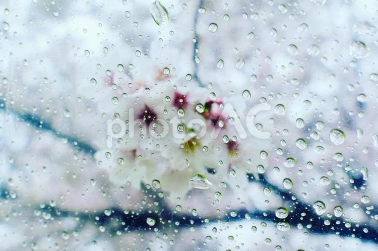 水の雫と桜 桜,雨,水の写真素材