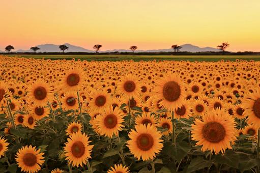 夕方とひまわり 夕方とひまわり ひまわり,夕焼け空,夕方の写真素材