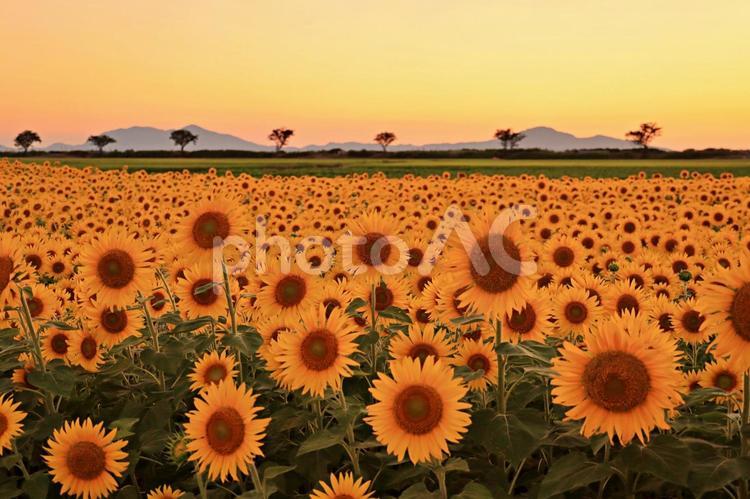 夕方とひまわり ひまわり,夕焼け空,夕方の写真素材