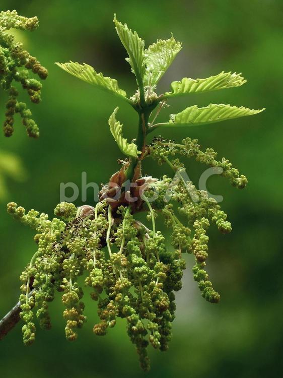 ナラガシワの新葉と花 ナラガシワ,雄花,雌花の写真素材