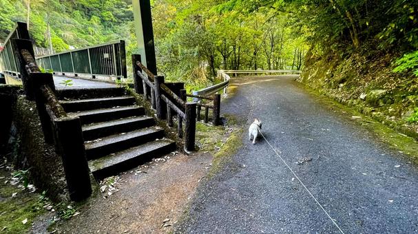 自然公園を歩くフレブル 自然公園を歩くフレブル フレンチブルドッグ,犬,公園の写真素材