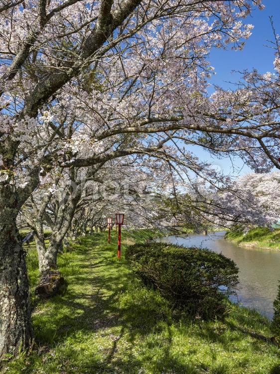 河川敷の桜並木 川,桜,桜並木の写真素材