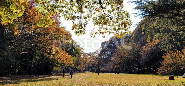 風景　都会のオアシス(公園) 公園,自然,オアシスの写真素材