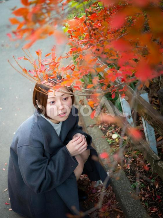 31：紅葉の公園を散策する女性 紅葉,公園,散策の写真素材