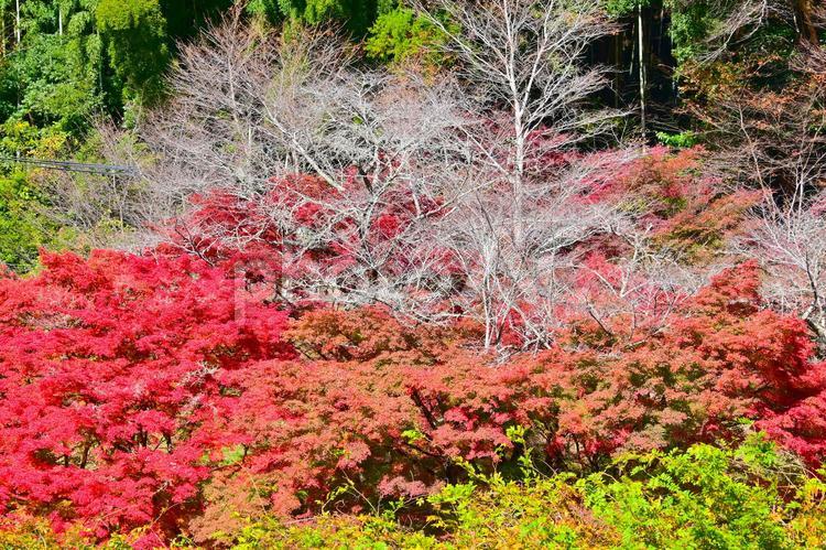 きれいな香嵐渓の紅葉 秋,川,イロハカエデの写真素材
