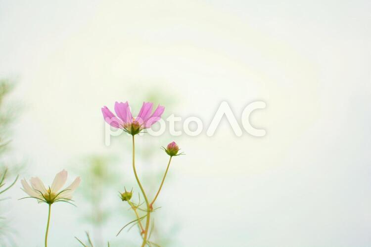 コスモス コスモス,花,秋桜の写真素材