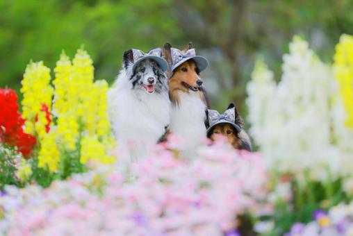 シェルティ シェルティ シェルティ,犬,ペットの写真素材
