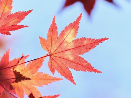 水色背景の赤く焼けたもみじの葉アップ 水色背景の赤く焼けたもみじの葉アップ もみじ,紅葉,カエデの写真素材