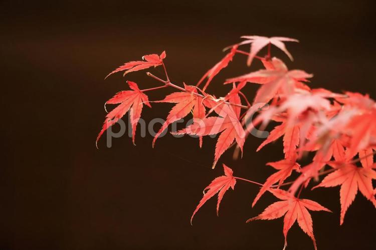 黒背景の赤い鮮やかな秋の紅葉の葉 秋,紅葉,モミジの写真素材