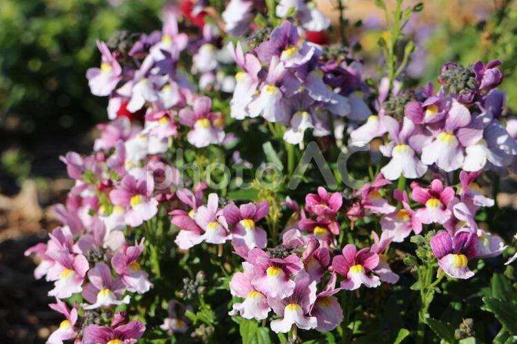 やさしさの美 ネメシア,小花,花の写真素材