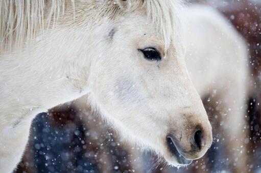 白い道産子 馬,白馬,ウマの写真素材