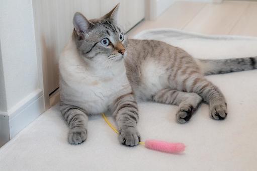 白いカーペットの猫 白いカーペットの猫 猫,シャム猫,室内の写真素材