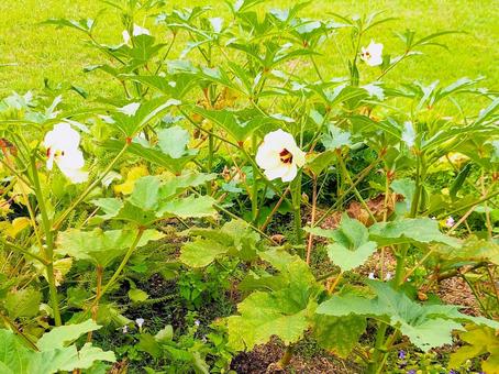 オクラの畑 オクラの畑 おくら,オクラの花,夏の庭の写真素材