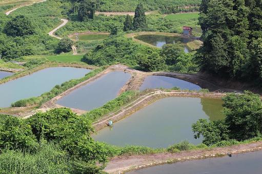 虫亀の棚田 虫亀の棚田 棚田,風景,木の写真素材
