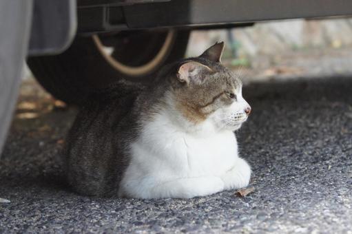 ねこ ねこ にゃんこ,可愛い,野良猫の写真素材