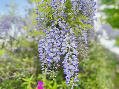 Wisteria Wisteria trellis Azalea, JPG Wisteria Wisteria trellis Azalea, JPG