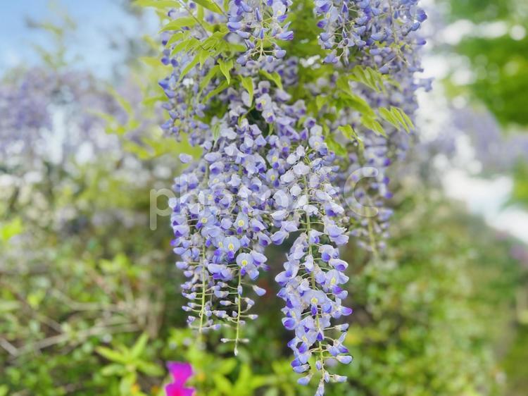 藤　藤棚　ツツジ 藤,藤の花,藤棚の写真素材