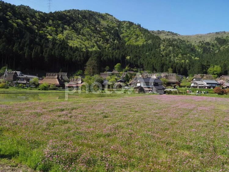 かやぶきの里  れんげ畑 れんげ,れんげ畑,畑の写真素材
