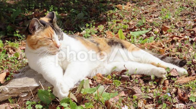 切り株を巧みに使って日光浴する眠り猫 三毛猫,猫,昼寝の写真素材