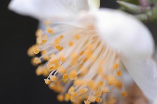 Photo, flower, tea, white, 