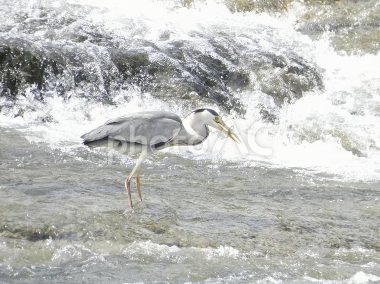 魚を移動したアオサギ 鳥,野鳥,アオサギの写真素材