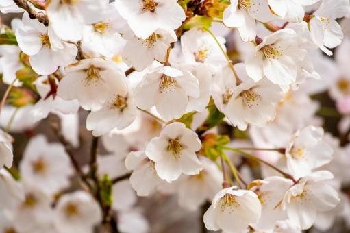 可憐な花、桜のアップ 可憐な花、桜のアップの写真
