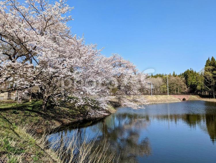 桜と池 桜,春景色,春風景の写真素材