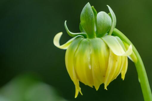 開花直前の黄色いダリアの蕾の写真