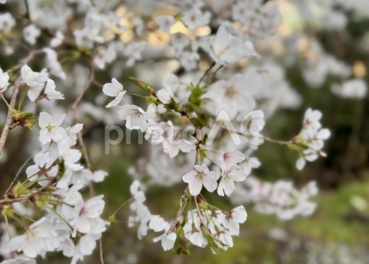 夕暮れの桜の木 春,４月,桜の写真素材