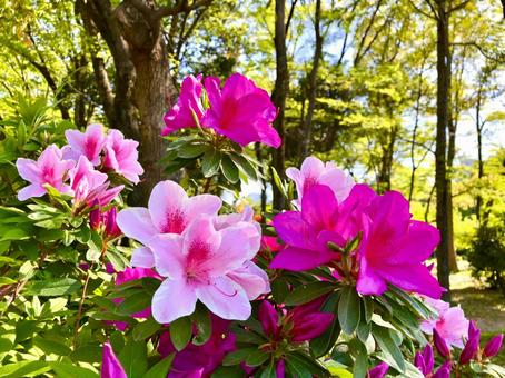 公園に咲くつつじ つつじ,ヒラドツツジ,花の写真素材