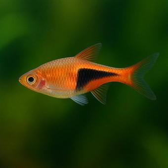 【熱帯魚】泳ぐハーレクインラスボラ 【熱帯魚】泳ぐハーレクインラスボラの写真
