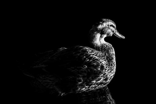 Duck seen from the side, JPG Duck seen from the side, JPG