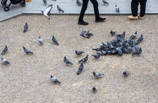 ハト ハト,鳩,境内の写真素材