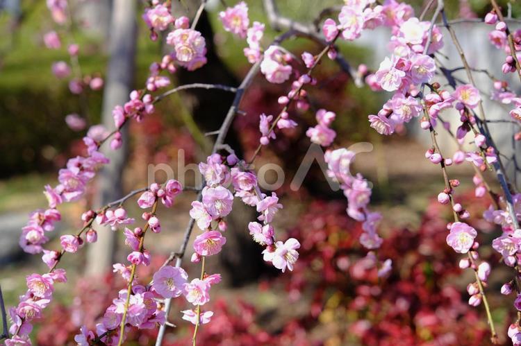 【東京】府中市郷土の森博物館の梅（春） 花,梅,紅梅の写真素材