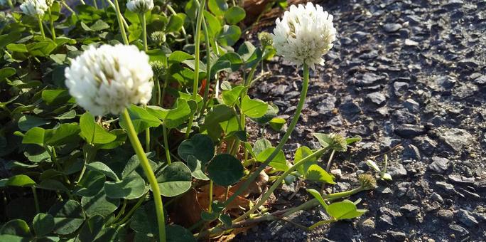 White clover, JPG
