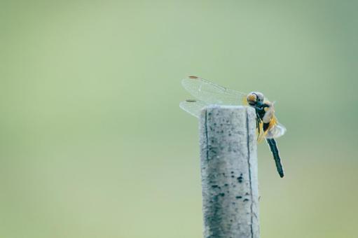 トンボ トンボの写真