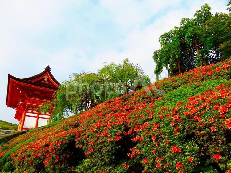 清水寺 三重塔とつつじ 清水寺,三重塔,京都の写真素材