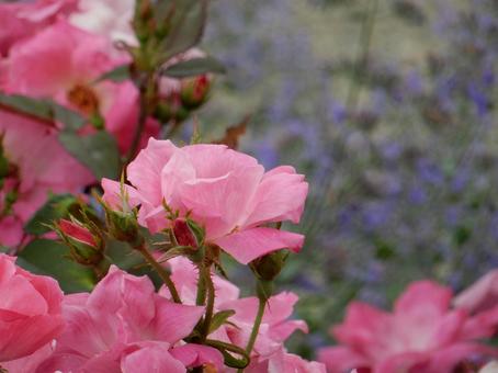 【薔薇の写真】バラの花 【薔薇の写真】バラの花 の写真