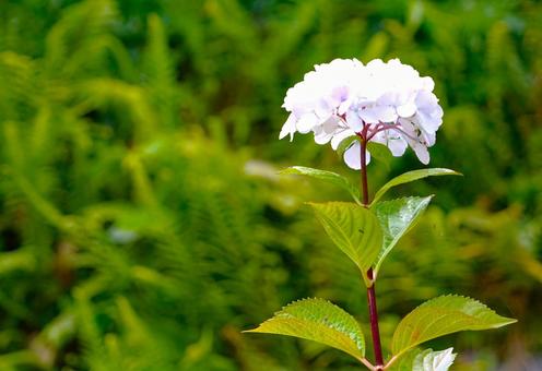 Photo, hydrangea, flower, a round, 