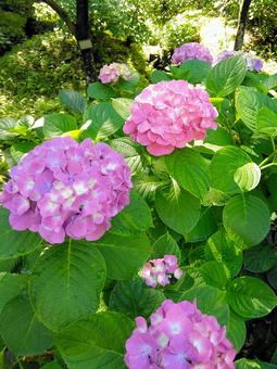 アジサイの花 アジサイの花 紫陽花,花,花木の写真素材